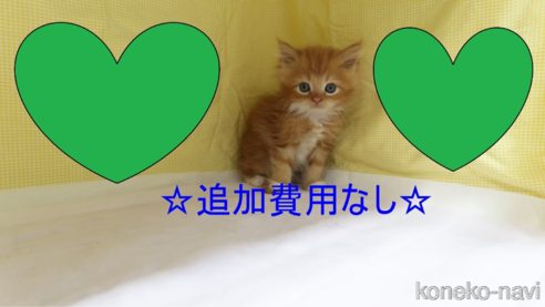 成約済の東京都のメインクーン-88102の1枚目