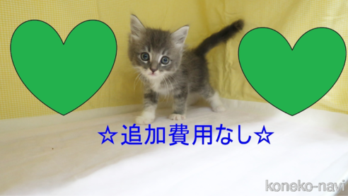成約済の東京都のサイベリアン-88104の1枚目