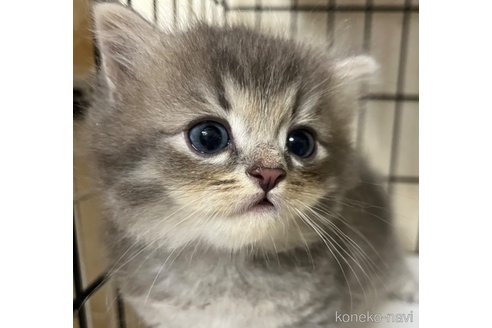 成約済の福岡県のラムキン-87886の3枚目