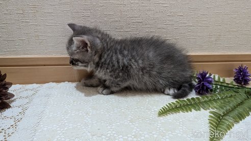 成約済の広島県のスコティッシュフォールド-85435の54枚目