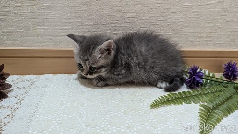 成約済の広島県のスコティッシュフォールド-85435の51枚目