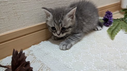 成約済の広島県のスコティッシュフォールド-85435の49枚目