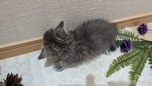 成約済の広島県のスコティッシュフォールド-85435の44枚目