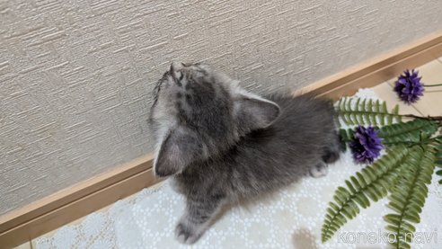成約済の広島県のスコティッシュフォールド-85435の41枚目