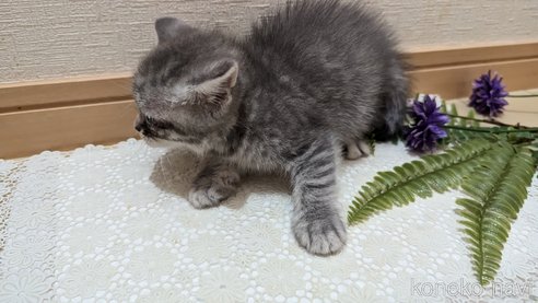 成約済の広島県のスコティッシュフォールド-85435の39枚目