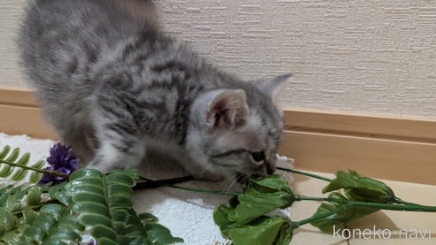 成約済の広島県のスコティッシュフォールド-85440の53枚目