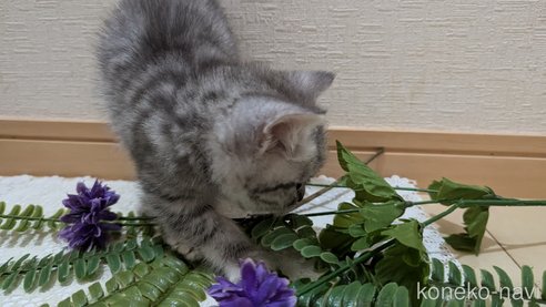成約済の広島県のスコティッシュフォールド-85440の49枚目