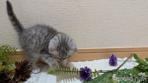 成約済の広島県のスコティッシュフォールド-85440の50枚目