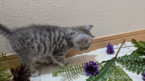 成約済の広島県のスコティッシュフォールド-85440の51枚目