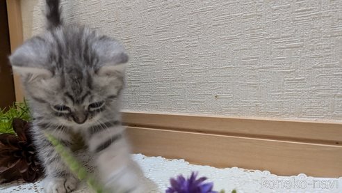 成約済の広島県のスコティッシュフォールド-85440の47枚目
