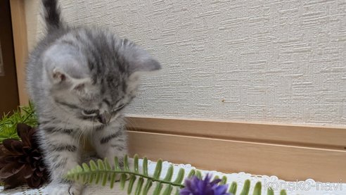 成約済の広島県のスコティッシュフォールド-85440の48枚目
