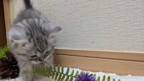 成約済の広島県のスコティッシュフォールド-85440の45枚目