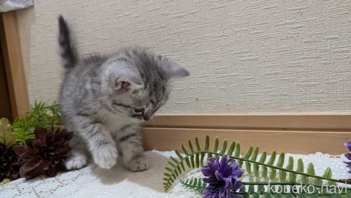 成約済の広島県のスコティッシュフォールド-85440の42枚目