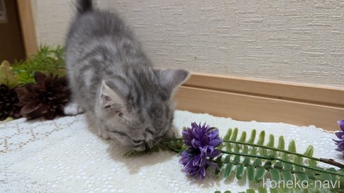 成約済の広島県のスコティッシュフォールド-85440の38枚目