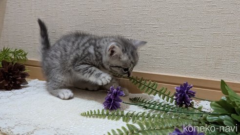 成約済の広島県のスコティッシュフォールド-85440の36枚目