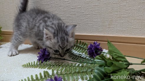 成約済の広島県のスコティッシュフォールド-85440の30枚目