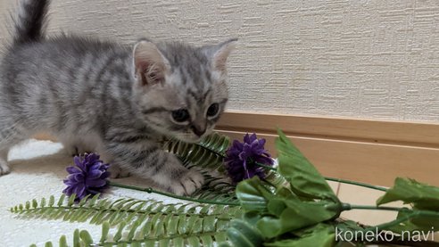 成約済の広島県のスコティッシュフォールド-85440の31枚目