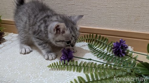 成約済の広島県のスコティッシュフォールド-85440の29枚目