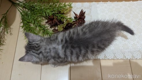 成約済の広島県のスコティッシュフォールド-85440の28枚目