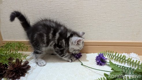 成約済の広島県のスコティッシュフォールド-85437の66枚目