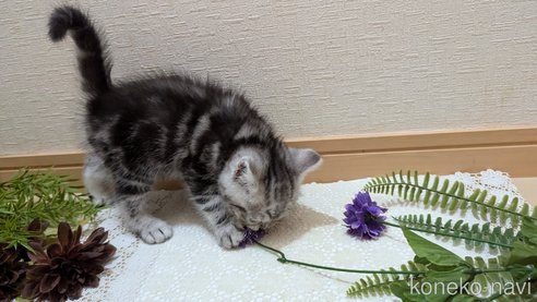 成約済の広島県のスコティッシュフォールド-85437の62枚目