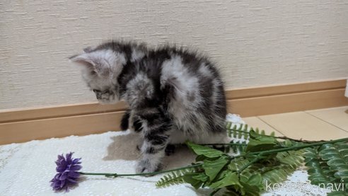 成約済の広島県のスコティッシュフォールド-85437の47枚目