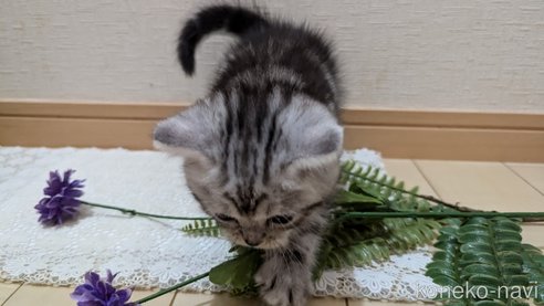 成約済の広島県のスコティッシュフォールド-85437の48枚目