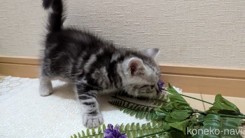 成約済の広島県のスコティッシュフォールド-85437の41枚目
