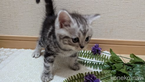 成約済の広島県のスコティッシュフォールド-85437の38枚目
