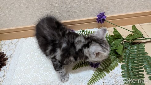 成約済の広島県のスコティッシュフォールド-85437の32枚目