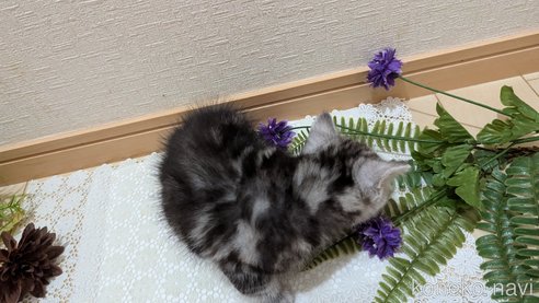 成約済の広島県のスコティッシュフォールド-85437の28枚目