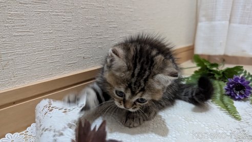 成約済の広島県のスコティッシュフォールド-85438の59枚目