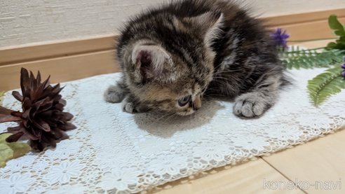 成約済の広島県のスコティッシュフォールド-85438の52枚目