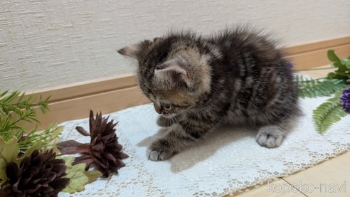 成約済の広島県のスコティッシュフォールド-85438の48枚目