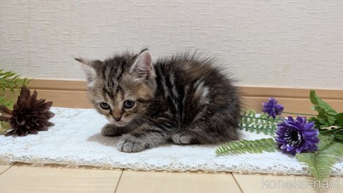 成約済の広島県のスコティッシュフォールド-85438の47枚目