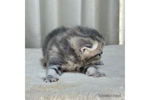 成約済の栃木県のエキゾチックショートヘア-88153の2枚目