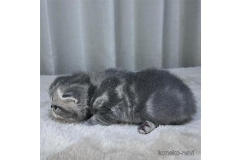 成約済の栃木県のエキゾチックショートヘア-88153の4枚目