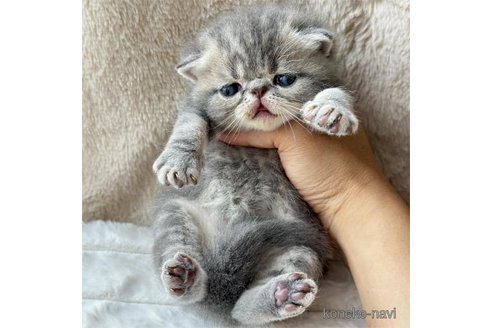 成約済の栃木県のエキゾチックショートヘア-88153の5枚目