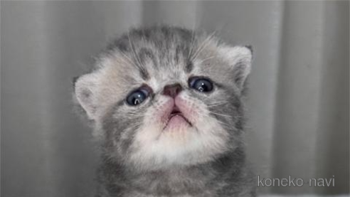 成約済ののエキゾチックショートヘア-88153