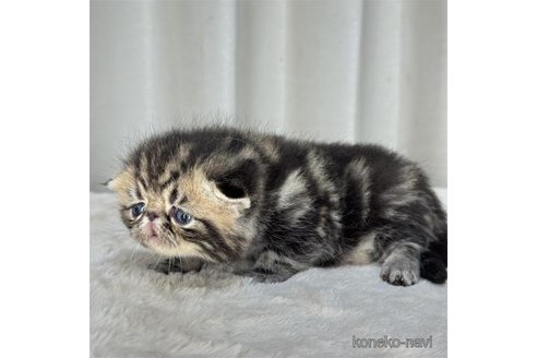 成約済の栃木県のエキゾチックショートヘア-88154の5枚目