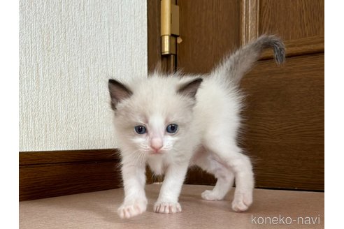 成約済の千葉県のラグドール-88158の4枚目