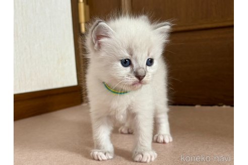 成約済の千葉県のラグドール-88159の2枚目