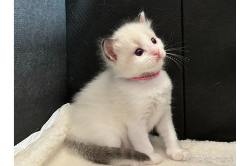 成約済の千葉県のラグドール-88160の4枚目