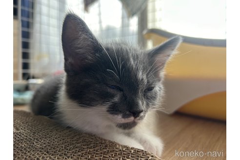 成約済の宮城県のスコティッシュフォールド-84501の11枚目
