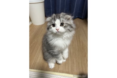 成約済の宮城県のスコティッシュフォールド-82618の11枚目