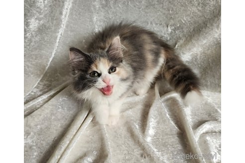 成約済の神奈川県のノルウェージャンフォレストキャット-82612の2枚目