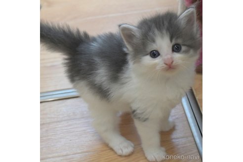 成約済の茨城県のノルウェージャンフォレストキャット-88199の5枚目