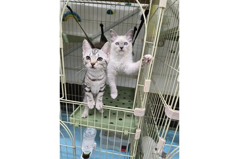成約済の東京都のラグドール-82909の5枚目