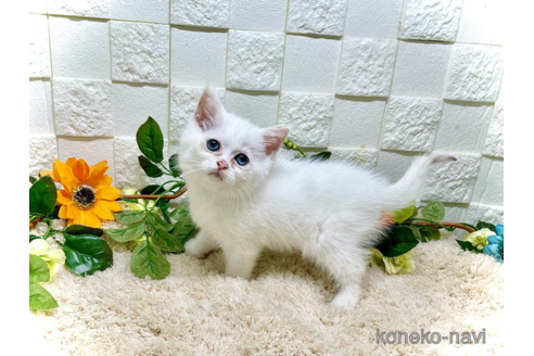成約済の埼玉県のスコティッシュフォールド-88211の3枚目