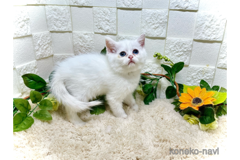 成約済の埼玉県のスコティッシュフォールド-88211の4枚目